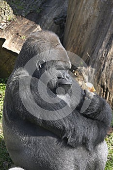 Gorilla with onion