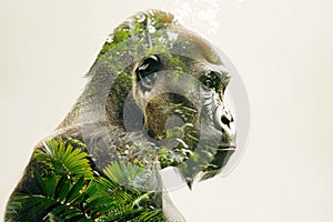 A gorilla overlaid with the lush greenery of a tropical rainforest in a double exposure