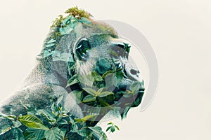 A gorilla overlaid with the lush greenery of a tropical rainforest in a double exposure