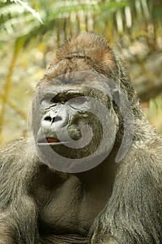 gorilla portrait