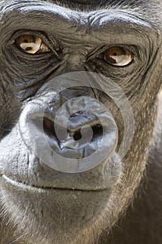 Gorilla Portrait