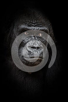 Gorilla