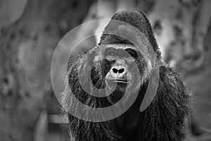 Gorilla portrait black &white