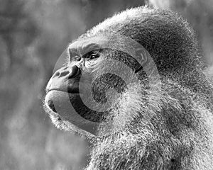 Gorilla portrait close-up profile in black and white