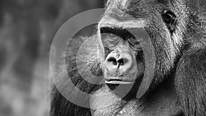 Gorilla portrait close-up profile in black and white