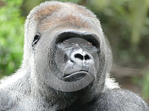 Gorilla Portrait Nahaufnahme photo