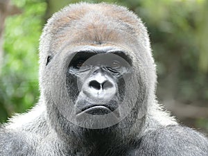 Gorilla Portrait Nahaufnahme photo