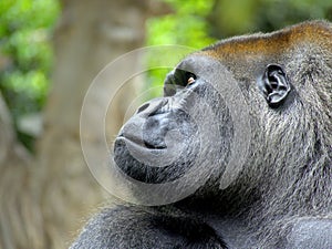 Gorilla Portrait Nahaufnahme photo