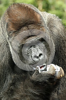 gorilla portrait in nature