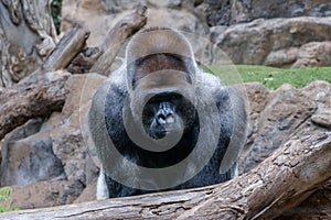 Gorilla portrait , silverback gorilla outdoor