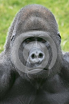 Gorilla portrait a t the zoo