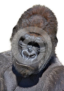 Gorilla portrait in vertical