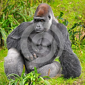 Gorilla Posing