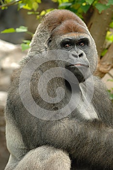 Gorilla is posing