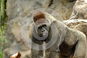 Gorilla posing