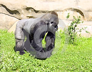 Gorilla primacy monkey hominid vegetarian photo
