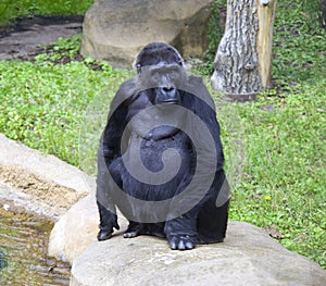 Gorilla primacy monkey hominoid social animal