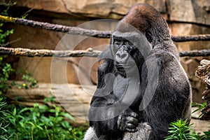 Gorilla primate