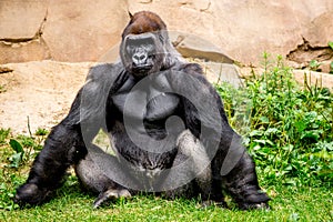 Gorilla primate