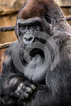 Gorilla primate photo