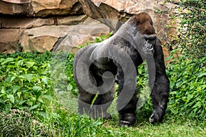 Gorilla primate photo