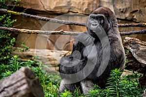 Gorilla primate close-up in natural habitat photo