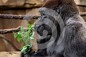 Gorilla primate close-up sniffing plant