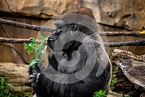 Gorilla primate sniffing plant photo