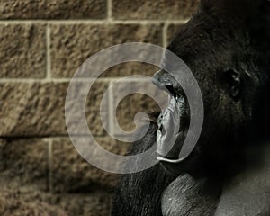 Gorilla profile