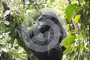 Gorilla in Jungle of Uganda photo
