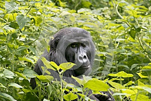 Gorilla in Jungle of Uganda. Gorilla sitting inbetween green leaves in mountain rainforest of Bwindi Impenetrable National Park photo