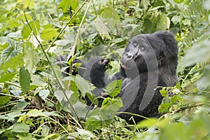 Gorilla in the mountain rainforest of Uganda photo