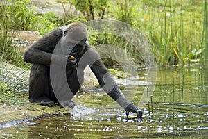 Gorilla Reaching For His Food