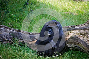 Gorilla relaxing in grass