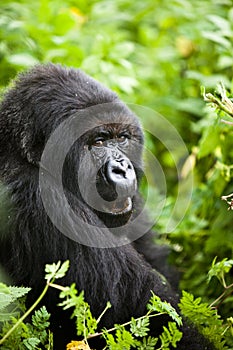 Gorilla in Rwanda photo