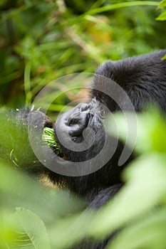 Gorilla in Rwanda photo