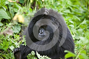 Gorilla in Rwanda photo