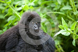 Gorilla in Rwanda photo