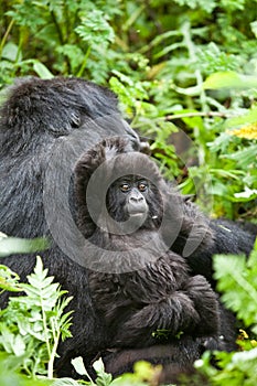 Gorilla in Rwanda photo