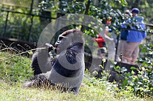 Gorilla in Schmiding Zoo, Upper Austria, Austria,