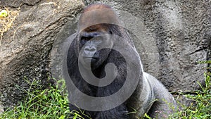 Gorilla showing defiance glaring into camera