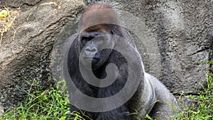 Gorilla showing defiance glaring into camera photo