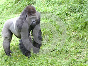 Gorilla Silver Back