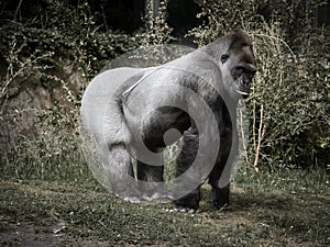 Gorilla, Silver back. The herbivorous big ape is impressive and strong