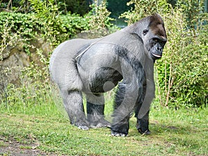 Gorilla, Silver back. The herbivorous big ape is impressive and strong
