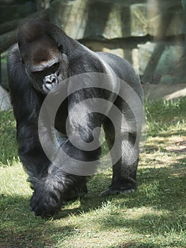 Gorilla, Silver back. The herbivorous big ape is impressive and strong