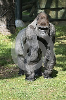 Gorilla, Silver back. The herbivorous big ape is impressive and strong