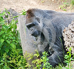 Gorilla, Silver back. The herbivorous big ape is impressive and strong