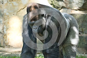 Gorilla, Silver back. The herbivorous big ape is impressive and strong