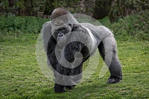 Gorilla